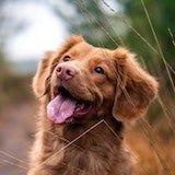 happy brown dog