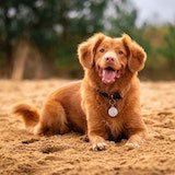 happy brown dog lying on ground