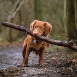 happy brown dog with stick in mouth